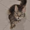 Lys (en cours d'adoption)