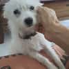 Lili puce, la mini puce