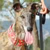 TRIANA belle galga bringée
