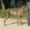 TRIANA belle galga bringée