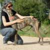 TRIANA belle galga bringée