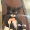 Beely