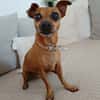 Roxy la coquine
