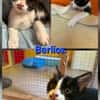 BERLIOZ