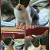 BAGHERA