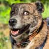PLZ 29574: Lieber, verschmuster Jack