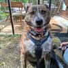 PLZ 29574: Lieber, verschmuster Jack