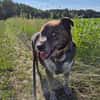PLZ 29574: Lieber, verschmuster Jack