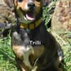 TRILLI
