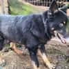 Jargo sucht hundeerfahrene Menschen