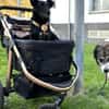 Schmusemaus Anduni sucht dich