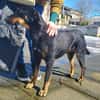 Nuts, traumhaft liebe Doberman Mix Hündin