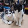 Zeya & Charlie Dreamteam sucht  Familie