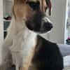 Bonnie - kinderlieber Familienhund