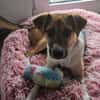Bonnie - kinderlieber Familienhund