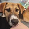 Bonnie - kinderlieber Familienhund