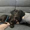 Rosi, kleine Jagdhund Mix Hündin