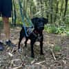 Rosi, kleine Jagdhund Mix Hündin