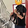 Rosi, kleine Jagdhund Mix Hündin