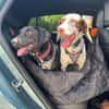 Rosi, kleine Jagdhund Mix Hündin