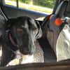 Rosi, kleine Jagdhund Mix Hündin