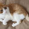 super anhänglicher Kater