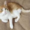 super anhänglicher Kater