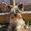 Betti, süße Yorkie Biewer Hündin