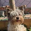 Betti, süße Yorkie Biewer Hündin