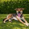 Trusky - sensibler Hund mit großem Herzen