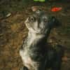 Fatima, soziale Hundedame, ca. 6 Jahre