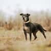 Fatima, soziale Hundedame, ca. 6 Jahre