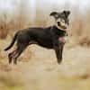 Fatima, soziale Hundedame, ca. 6 Jahre