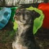 Fatima, soziale Hundedame, ca. 6 Jahre