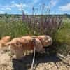 Dodo sucht ein tolles Zuhause