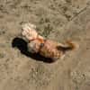Dodo sucht ein tolles Zuhause