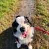 MUFFIN - ich suche meine Chance