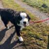 MUFFIN - ich suche meine Chance
