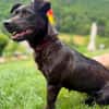 Milla sucht ruhiges Zuhause ....