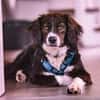 Barney - der Unsichere sucht Geduldige