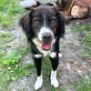 Barney - der Unsichere sucht Geduldige