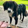 Barney - der Unsichere sucht Geduldige