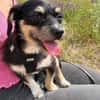 Mily sucht ein gutes Zuhause