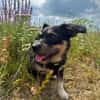 Mily sucht ein gutes Zuhause