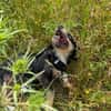Mily sucht ein gutes Zuhause