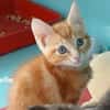 CHARLIE