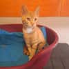 PIXIE