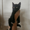 Oscar
