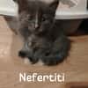 Néfertiti