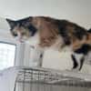 Tricolor Lady Lola sucht Einzelpalast